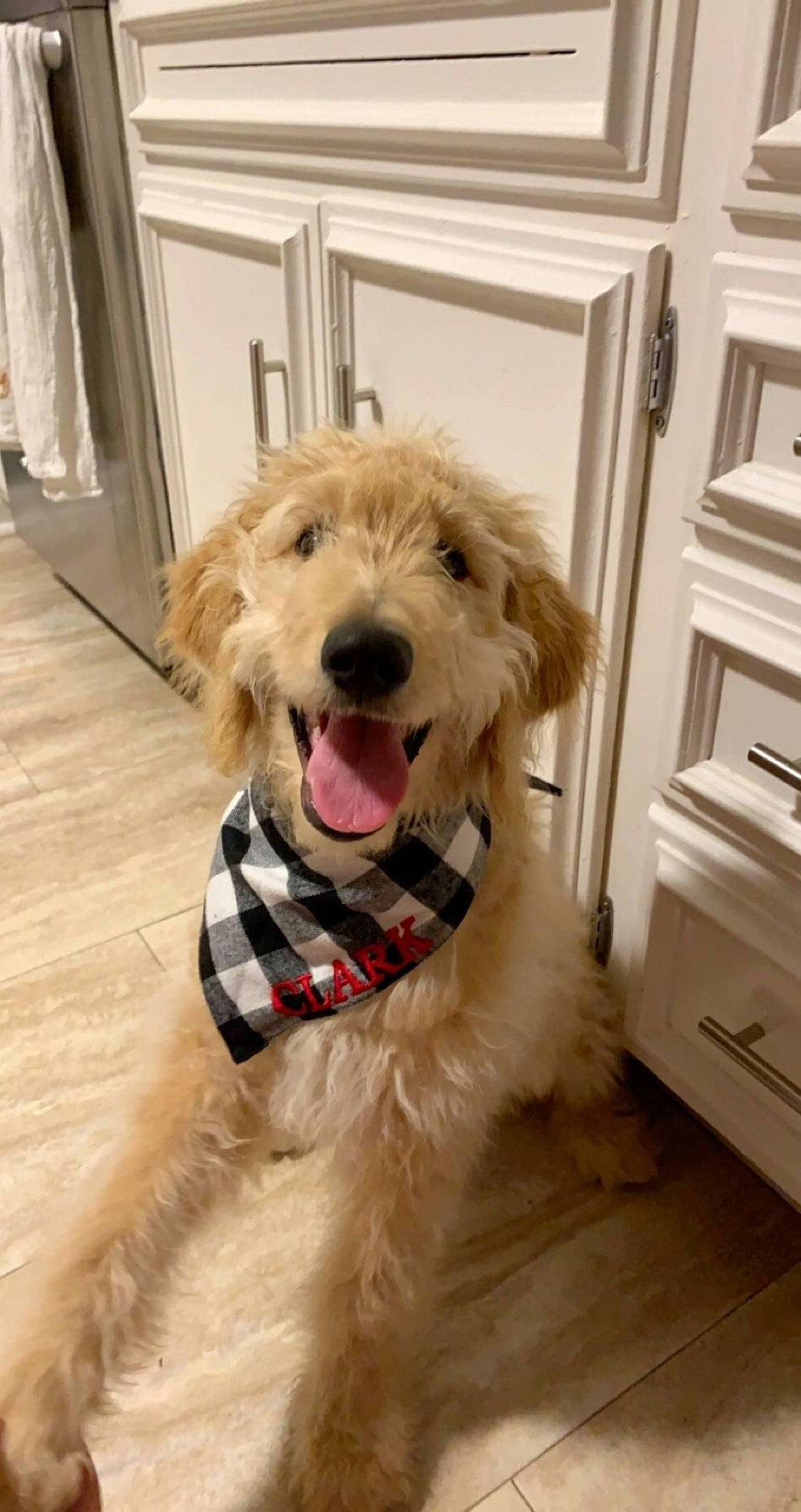 Clark is registered to the contest to win money with this photo: canidae, carnivore, cockapoo, companion_dog, dog, dog_breed, golden_retriever, goldendoodle, irish_soft_coated_wheaten_terrier, labradoodle, mammal, poodle_crossbreed, rare_breed_dog, schnoodle, snout, sporting_group, sporting_lucas_terrier, terrier, vertebrate