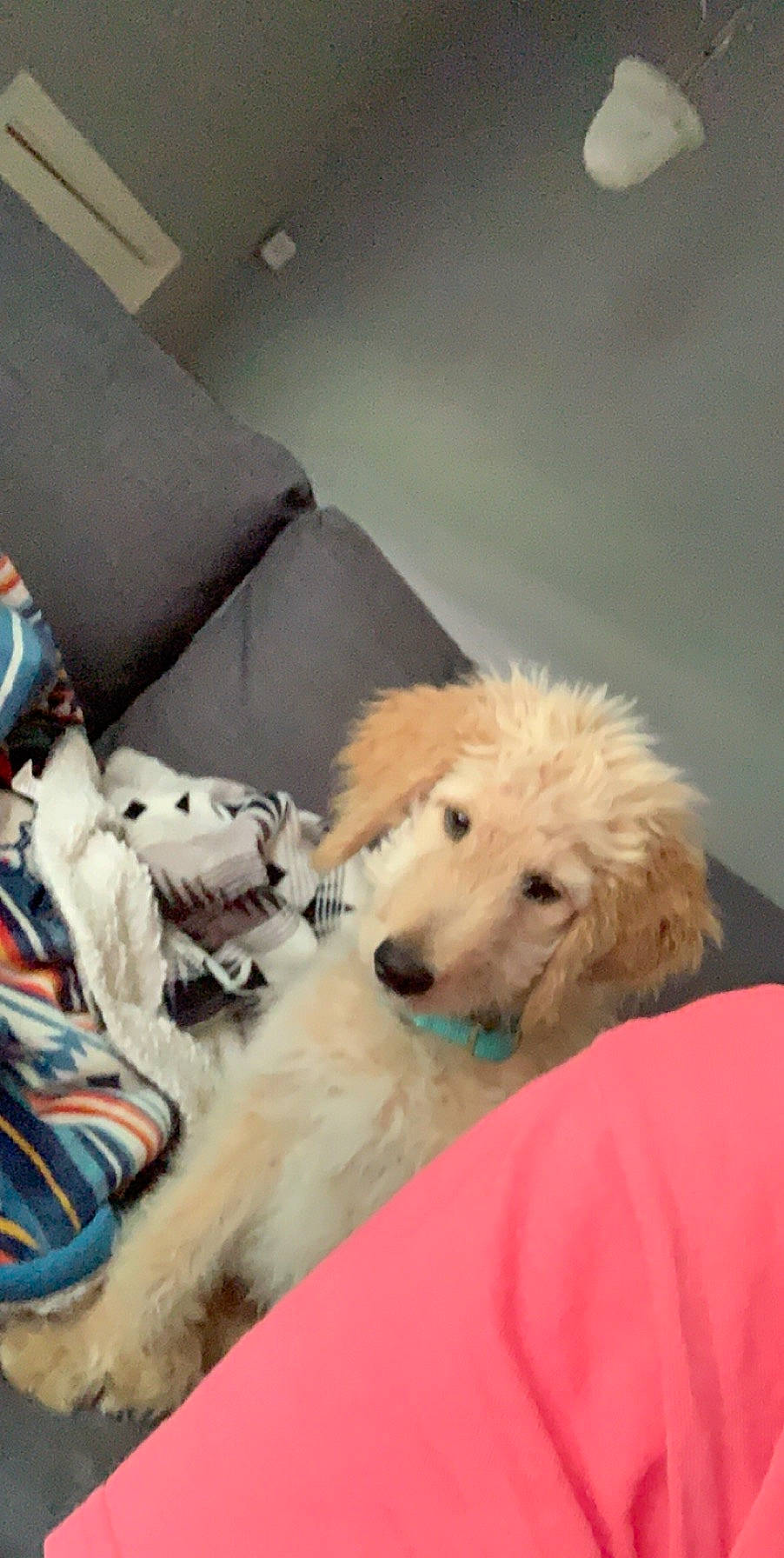 Clark is registered to the contest to win money with this photo: canidae, carnivore, cockapoo, companion_dog, dog, dog_breed, goldendoodle, kuvasz, labradoodle, mammal, miniature_poodle, non_sporting_group, poodle, poodle_crossbreed, puppy, schnoodle, snout, sporting_group, standard_poodle, vertebrate