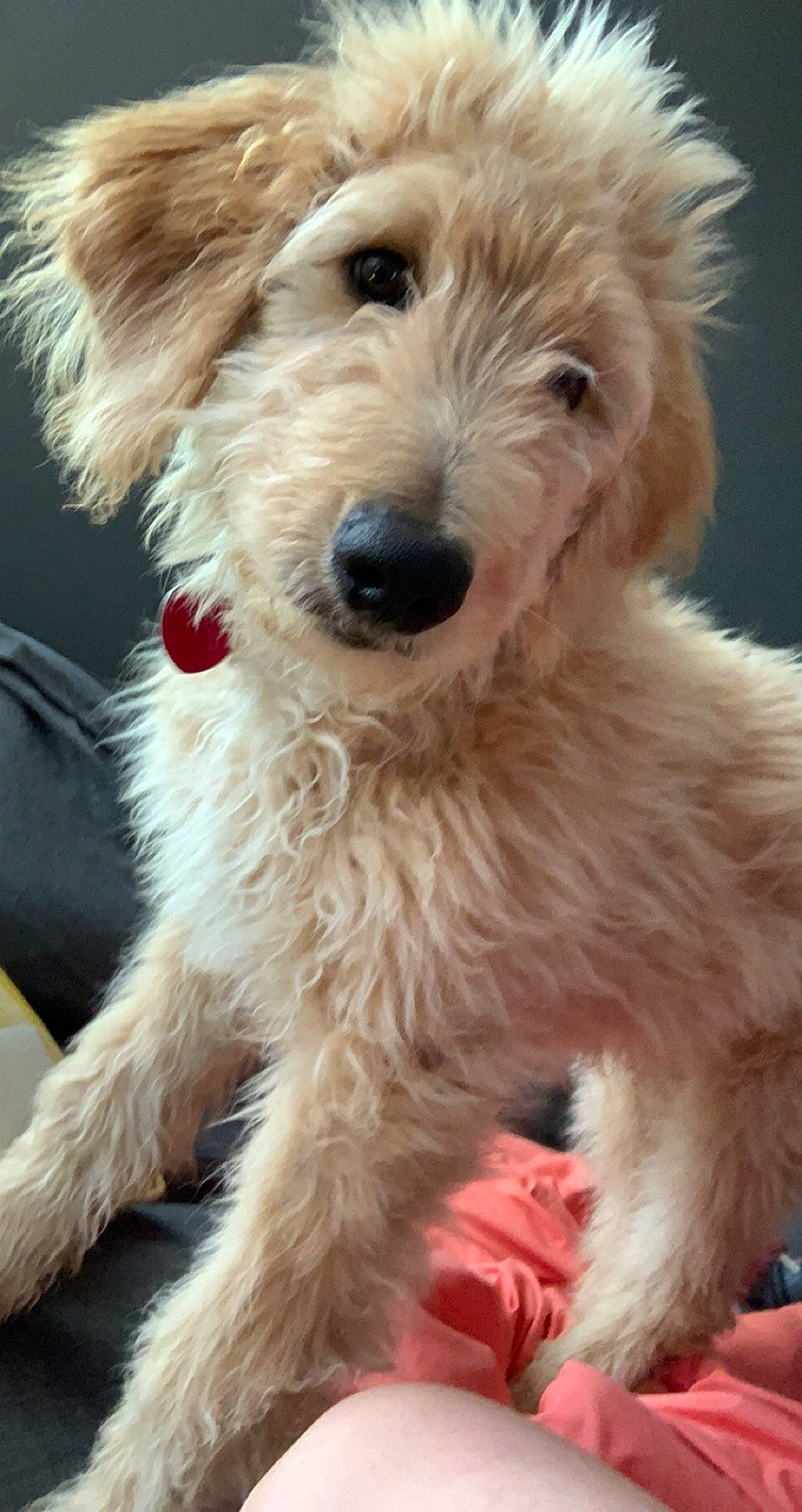 Clark joined the competition — help win amazing prizes! canidae, carnivore, companion_dog, dog, dog_breed, dutch_smoushond, goldendoodle, irish_soft_coated_wheaten_terrier, labradoodle, lakeland_terrier, mammal, poodle_crossbreed, puppy, rare_breed_dog, schnoodle, snout, sporting_group, sporting_lucas_terrier, terrier, vertebrate
