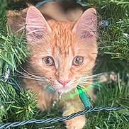 Autumn joined the competition — help win amazing prizes! cat, kitten, orange_cat, christmas_tree, holiday_lights, greenery, pet, cute, closeup, whiskers, fur, eyes, nose, christmas, festive, animal, indoors, curious, holiday, nature