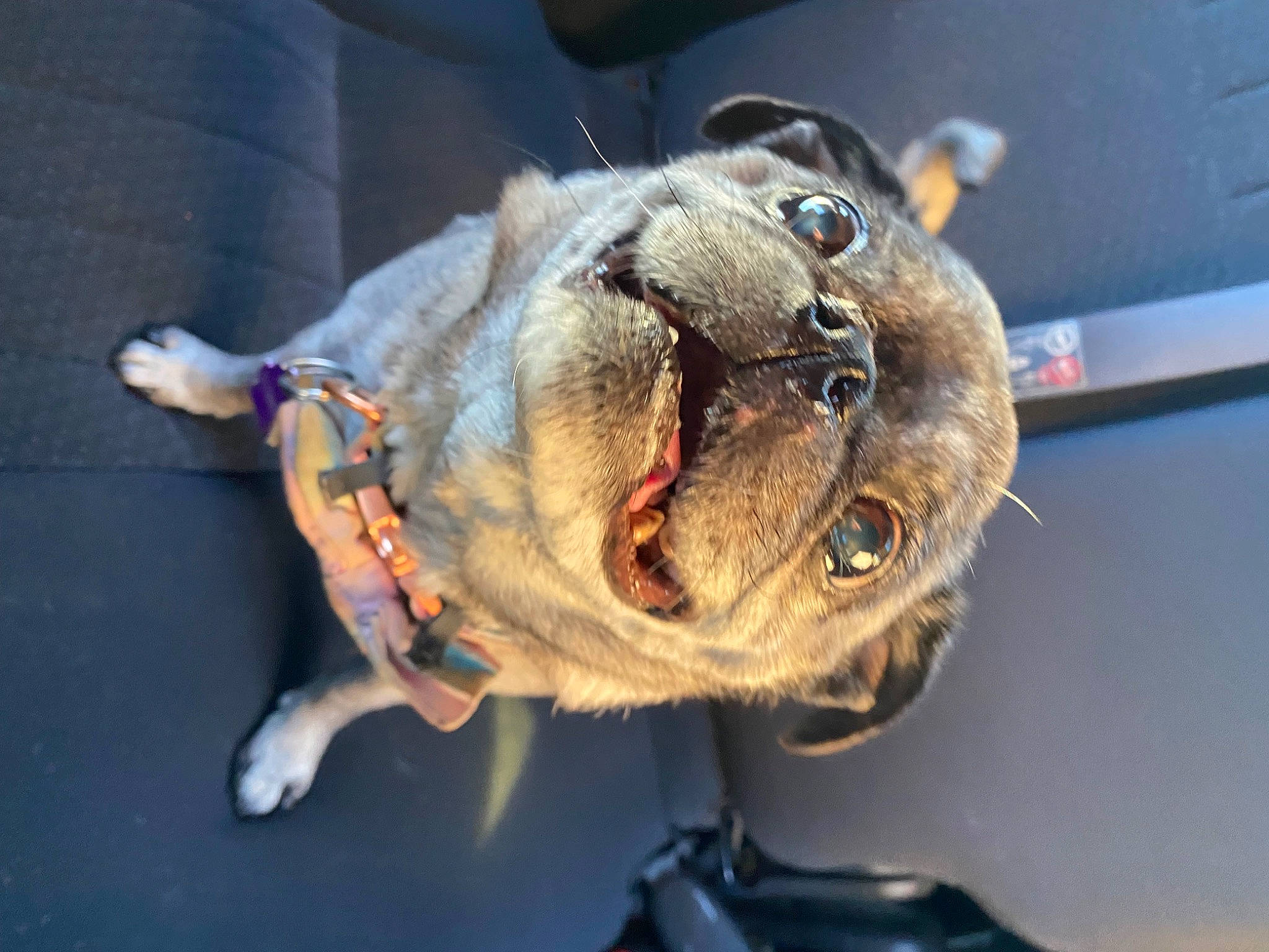 Bitsy joined the competition — help win amazing prizes! canidae, carnivore, collar, companion_dog, computer_keyboard, dog_breed, dog_collar, ear, fawn, fur, jaw, leash, non_sporting_group, sporting_group, terrestrial_animal, toy, whiskers, wildlife, working_animal, wrinkle