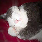 Floyd is registered to the contest to win money with this photo: animal, cat, close_up, cozy, curled_up, cute, domestic_animal, feline, fur, gray, indoor, pet, pink_nose, pink_paw, relaxed, resting, sleeping, soft, whiskers, white