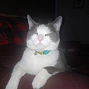 Floyd joined the competition — help win amazing prizes! animal, blanket, cat, closeup, collar, cozy, dim_lighting, domestic_cat, feline, front_paws, fur, gray_and_white, indoor, leather_couch, pet, pink_nose, relaxed, resting, sleeping, whiskers