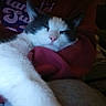 Floyd is registered to the contest to win money with this photo: animal, cat, closeup, comfort, cozy, cute, feline, fur, grey, home, indoor, lap, paw, person, pet, relaxed, resting, sleeping, soft, white