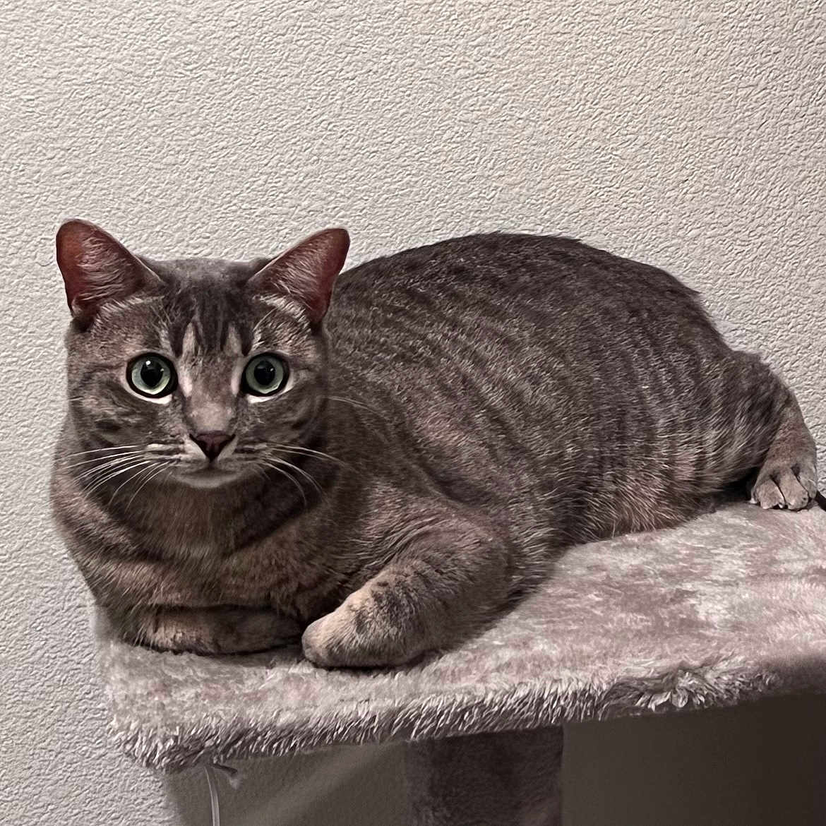 Meredith is registered to the contest to win money with this photo: cat, gray_tabby, pet, animal, feline, indoor, resting, fur, whiskers, ears, eyes, claws, perch, soft_texture, closeup, portrait, curious, relaxed, domestic_cat, mammal