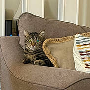 Stella is registered to the contest to win money with this photo: animal, brown, cat, comfortable, couch, cozy, curious, decor, furniture, home, indoor, living_room, looking, pet, pillow, relaxing, resting, soft_furniture, striped, tabby_cat