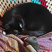 Mazikeen joined the competition — help win amazing prizes! animal, black_cat, cat, comfort, cozy, crocheted_blanket, curled_up, feline, fur, home, indoor, nap, patchwork, patterned, quilt, resting, sleeping, soft, textile, warm
