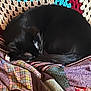 animal, black_cat, cat, comfort, cozy, crocheted_blanket, curled_up, feline, fur, home, indoor, nap, patchwork, patterned, quilt, resting, sleeping, soft, textile, warm