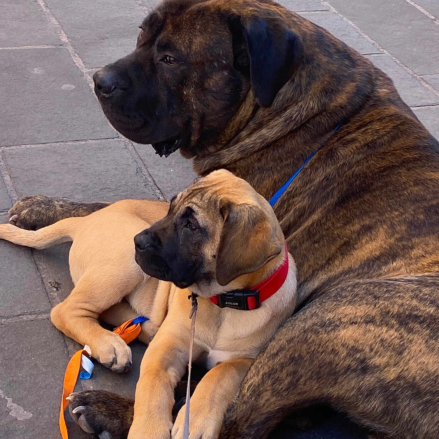 Rasta participe au concours pour gagner de l'argent avec cette photo : animal, bond, brindle_coat, canine, collar, companionship, dog, friendship, large_dog, leash, mammal, outdoor, pavement, pet, puppy, relaxing, resting, side_view, tan_coat, two_dogs