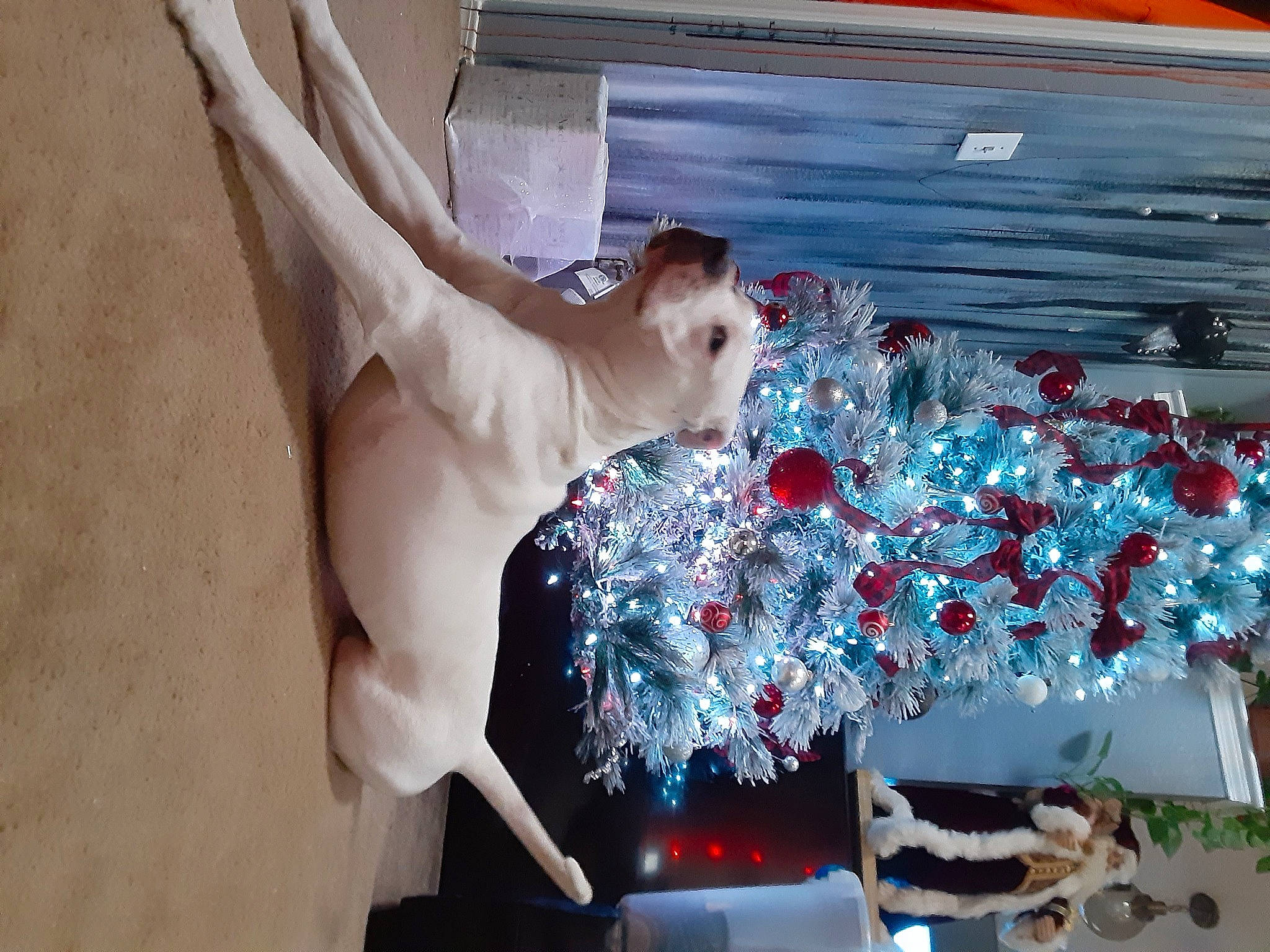 Ruger is registered to the contest to win money with this photo: cat, christmas, christmas_decoration, christmas_ornament, christmas_tree, cut_flowers, event, felidae, floral_design, fur, holiday, holiday_ornament, ornament, plant, room, tradition, tree, window, winter, wood