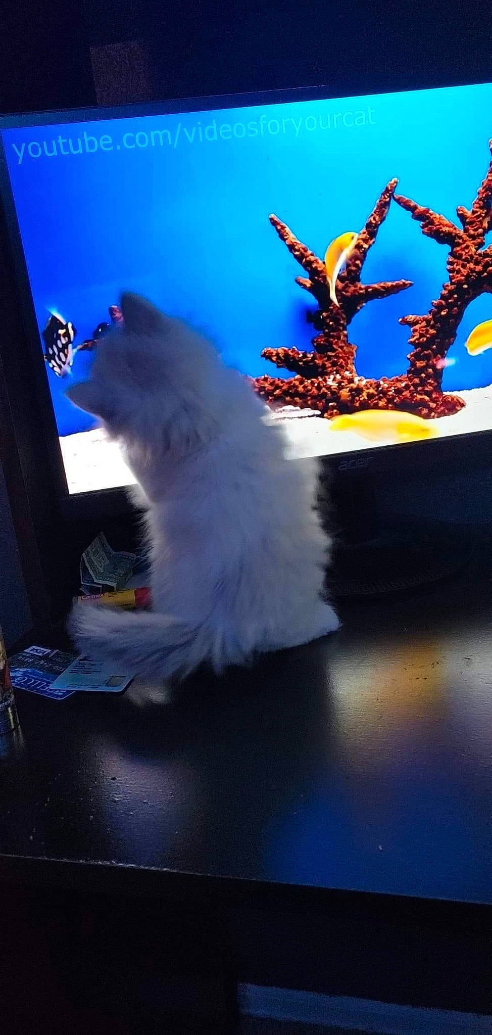 Lilly joined the competition — help win amazing prizes! art, blue, carnivore, cat, deer, electric_blue, event, fawn, felidae, fun, fur, jewellery, ornament, plant, reindeer, small_to_medium_sized_cats, tail, tree, whiskers, winter