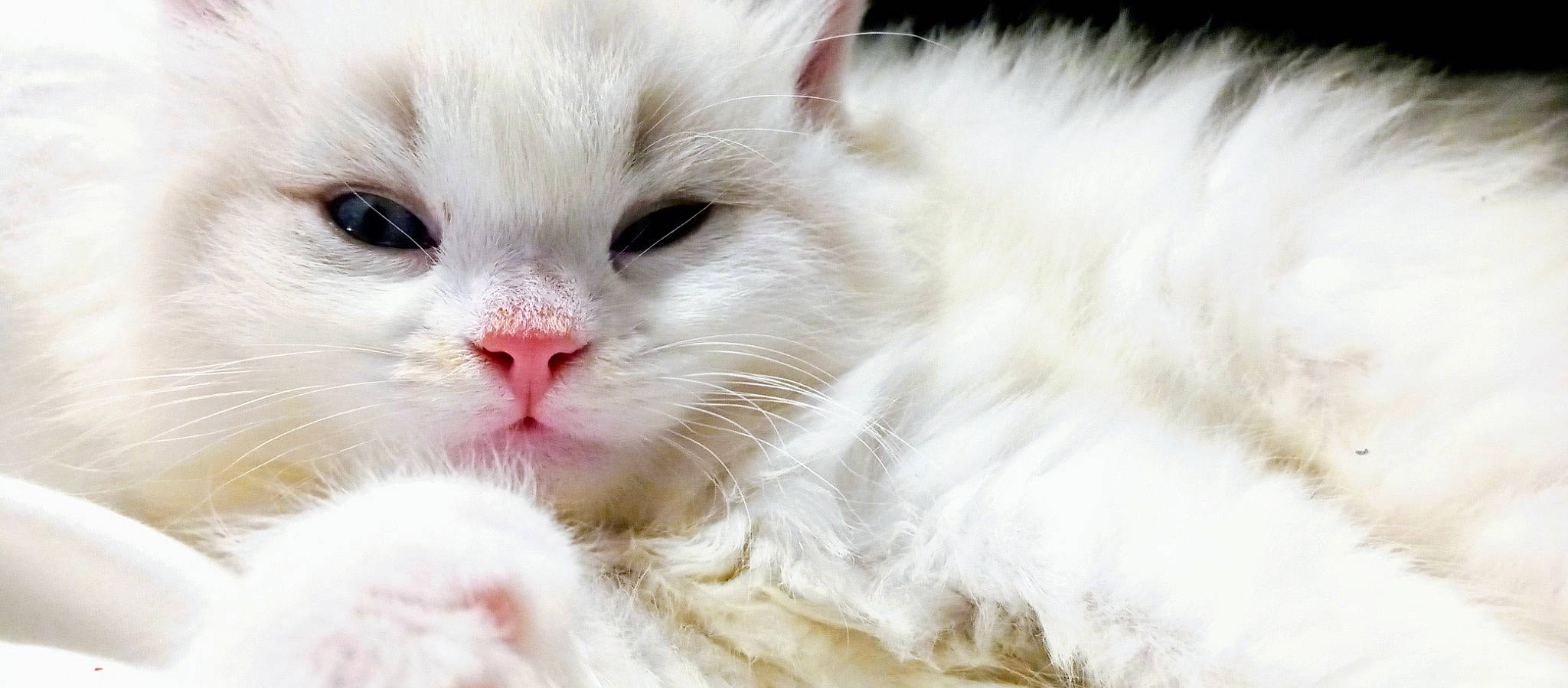 Lilly is registered to the contest to win money with this photo: carnivore, cat, claw, domestic_short_haired_cat, fawn, felidae, fur, paw, small_to_medium_sized_cats, snout, whiskers