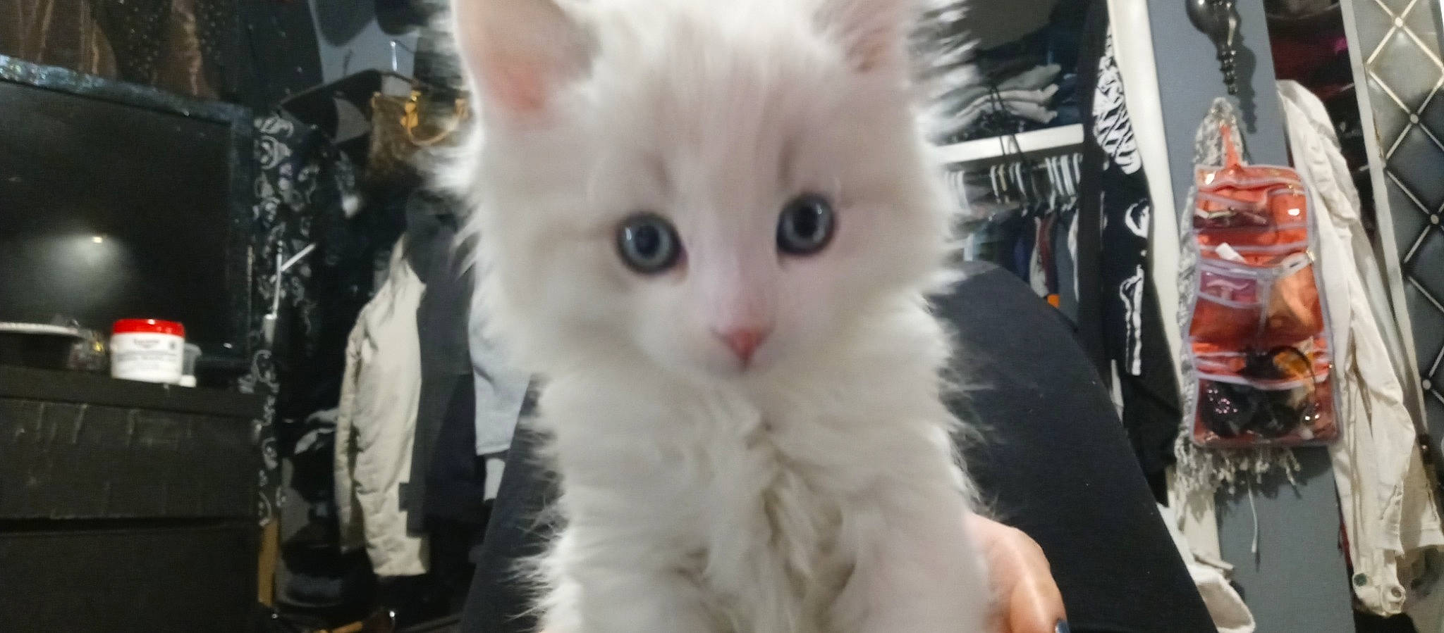 Lilly is registered to the contest to win money with this photo: carnivore, cat, domestic_short_haired_cat, event, fawn, felidae, fur, small_to_medium_sized_cats, snout, whiskers