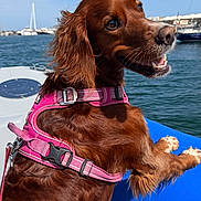 Tootsie participe au concours pour gagner de l'argent avec cette photo : dog, brown_dog, harness, pink_harness, boat, water, harbor, blue_sky, daytime, outdoor, pet, canine, happy, looking_back, marine, dock, leisure, animal, travel, vacation