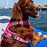 dog, brown_dog, harness, pink_harness, boat, water, harbor, blue_sky, daytime, outdoor, pet, canine, happy, looking_back, marine, dock, leisure, animal, travel, vacation