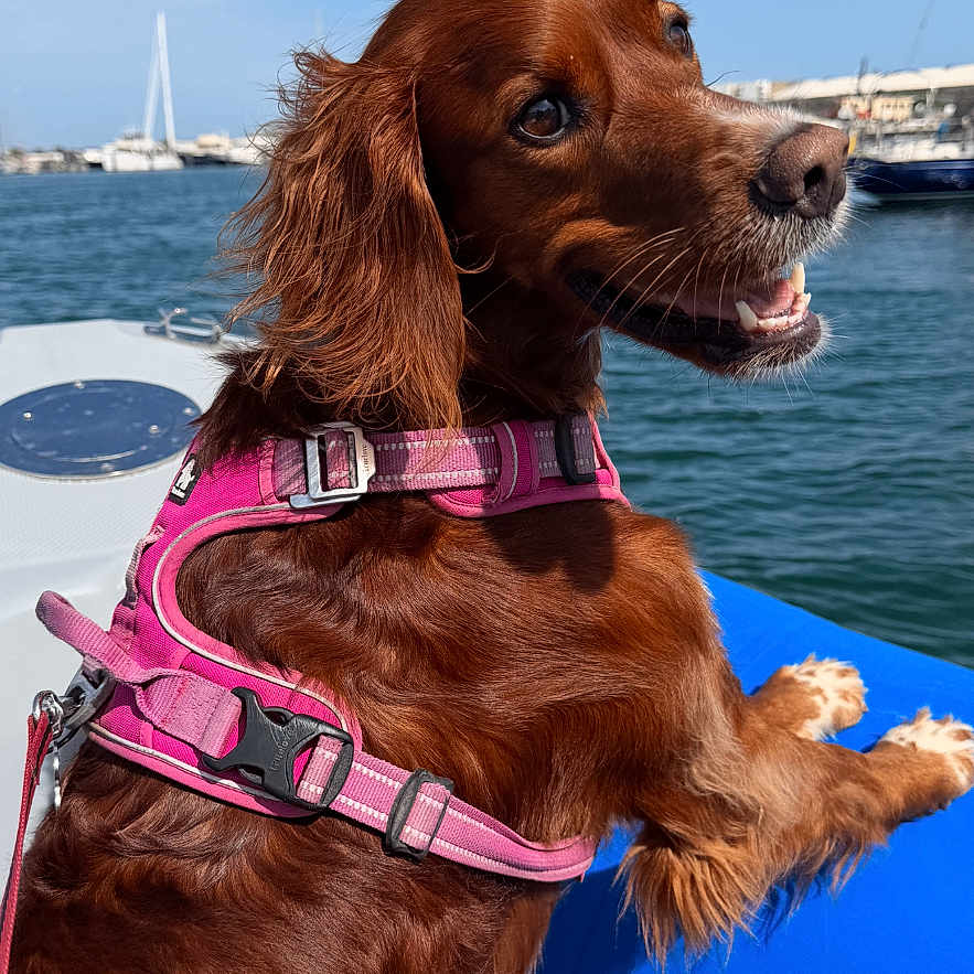 Tootsie participe au concours pour gagner de l'argent avec cette photo : dog, brown_dog, harness, pink_harness, boat, water, harbor, blue_sky, daytime, outdoor, pet, canine, happy, looking_back, marine, dock, leisure, animal, travel, vacation