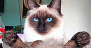 Maya a rejoint le concours — aidez-le/la à gagner de superbes lots ! cat, siamese, blue_eyes, fluffy, glass_bowl, table, indoor, pet, relaxed, paws, furniture, clock, home, domestic, animal, cute, looking_at_camera, brown, white, fur