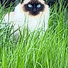 Maya participe au concours pour gagner de l'argent avec cette photo : cat, blue_eyes, grass, greenery, plants, nature, outdoor, fluffy, animal, pet, fur, sitting, leaf, garden, wildlife, mammal, portrait, eyes, cute, background