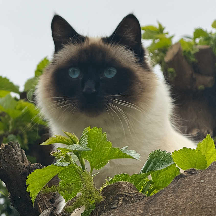 Maya a rejoint le concours — aidez-le/la à gagner de superbes lots ! cat, animal, tree, branch, leaves, outdoor, nature, pet, fur, blue_eyes, face, portrait, wildlife, closeup, mammal, looking, curious, background, smartphone_screen, interface