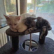 Flocons Et Eron participe au concours pour gagner de l'argent avec cette photo : animal, cat, cat_tree, cats, cozy, curtain, domestic, feline, fur, gray_cat, indoor, nap, peaceful, pets, quiet, resting, sleeping, sunlight, white_cat, window