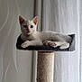cat, kitten, white_cat, cat_tree, indoor, pet, feline, curious, resting, cozy, perch, fur, paw, window, curtain, natural_light, home, animal, cute, relaxed