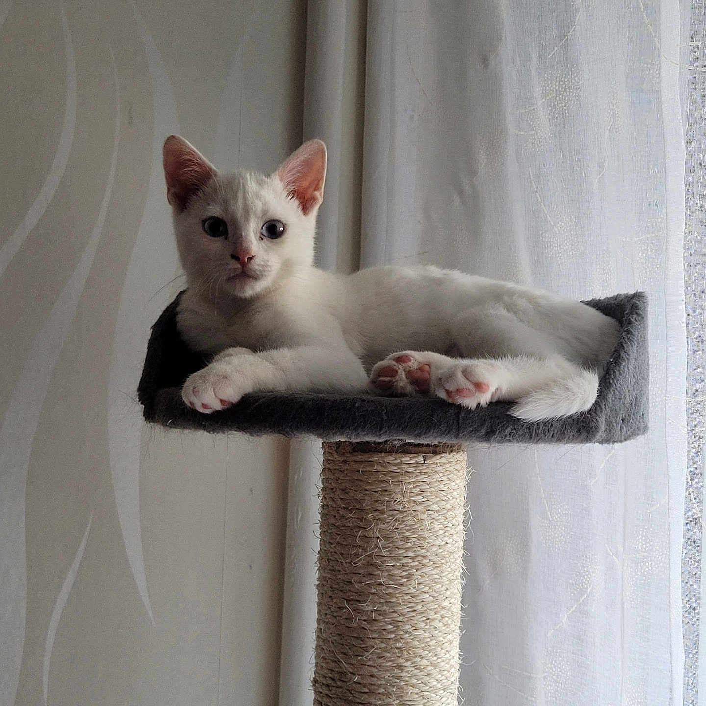 Flocons participe au concours pour gagner de l'argent avec cette photo : animal, cat, cat_tree, cozy, curious, curtain, cute, feline, fur, home, indoor, kitten, natural_light, paw, perch, pet, relaxed, resting, white_cat, window