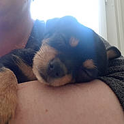 Praline a rejoint le concours — aidez-le/la à gagner de superbes lots ! canidae, companion_dog, dog_breed, fawn, nap, nose, puppy, snout