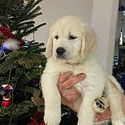 Athao participe au concours pour gagner de l'argent avec cette photo : puppy, dog, golden_retriever, animal, pet, christmas_tree, decoration, holiday, indoor, hands, cute, fur, christmas, festive, tree, pine, ornament, red_tinsel, white_fur, black_nose