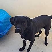 Laya participe au concours pour gagner de l'argent avec cette photo : beagador, borador, canidae, carnivore, dog, dog_breed, guard_dog, hunting_dog, labrador_retriever, mammal, patterdale_terrier, rare_breed_dog, retriever, snout, sporting_group, tail, vertebrate