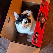 Rina is registered to the contest to win money with this photo: cat, black_and_white, cardboard_box, indoor, pet, animal, green_eyes, curious, feline, box_flap, wooden_floor, close_up, looking_up, domestic_cat, sitting, whiskers, ears, fur, household, comfort