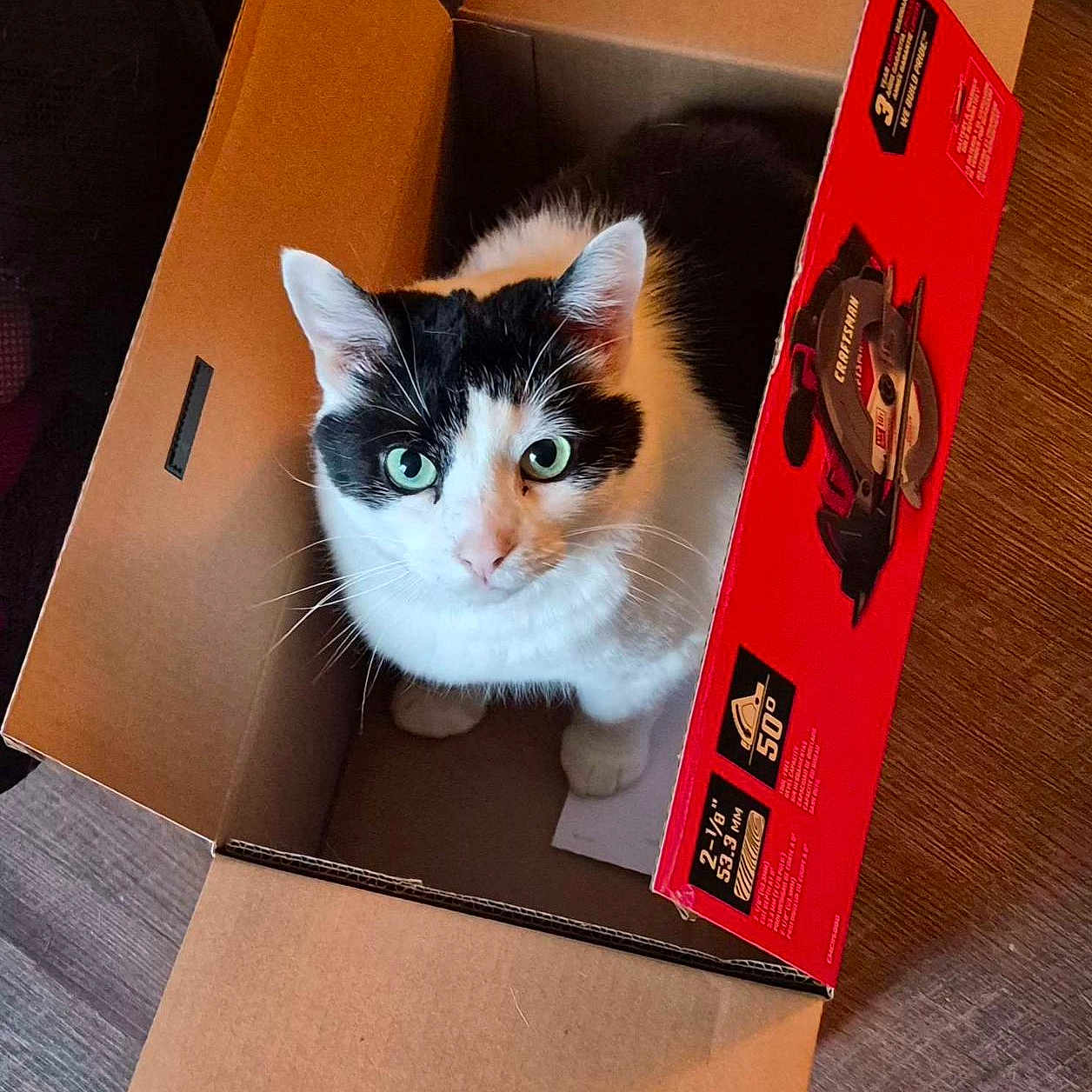 Rina is registered to the contest to win money with this photo: animal, black_and_white, box_flap, cardboard_box, cat, close_up, comfort, curious, domestic_cat, ears, feline, fur, green_eyes, household, indoor, looking_up, pet, sitting, whiskers, wooden_floor