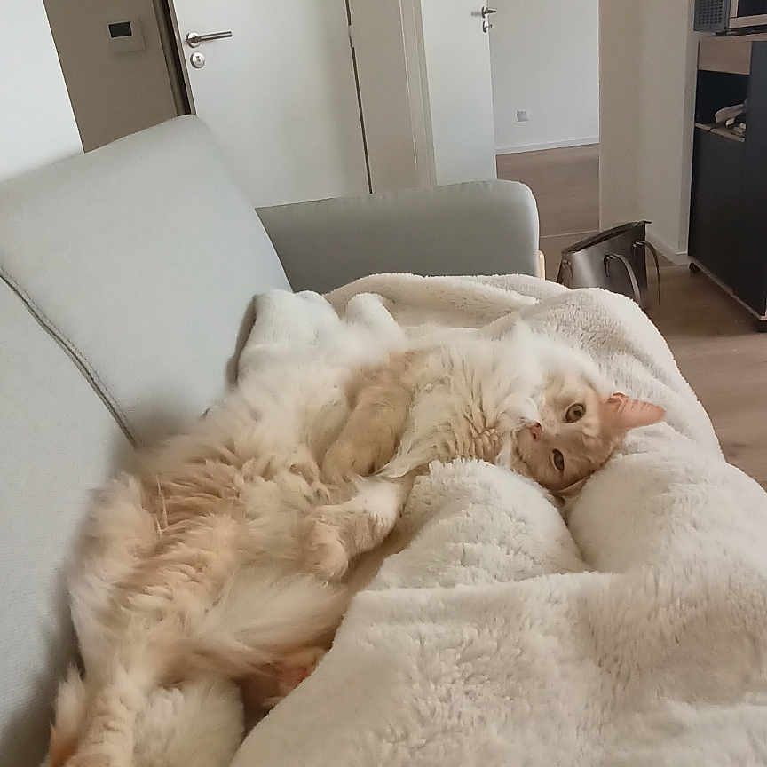 Tornade participe au concours pour gagner de l'argent avec cette photo : animal, appliance, bed, blanket, box, canine, cat, couch, cushion, device, dog, electricaldevice, furniture, homedecor, indoors, interiordesign, kitten, microwave, oven, pet