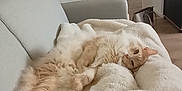 Tornade participe au concours pour gagner de l'argent avec cette photo : animal, appliance, bed, blanket, box, canine, cat, couch, cushion, device, dog, electricaldevice, furniture, homedecor, indoors, interiordesign, kitten, microwave, oven, pet