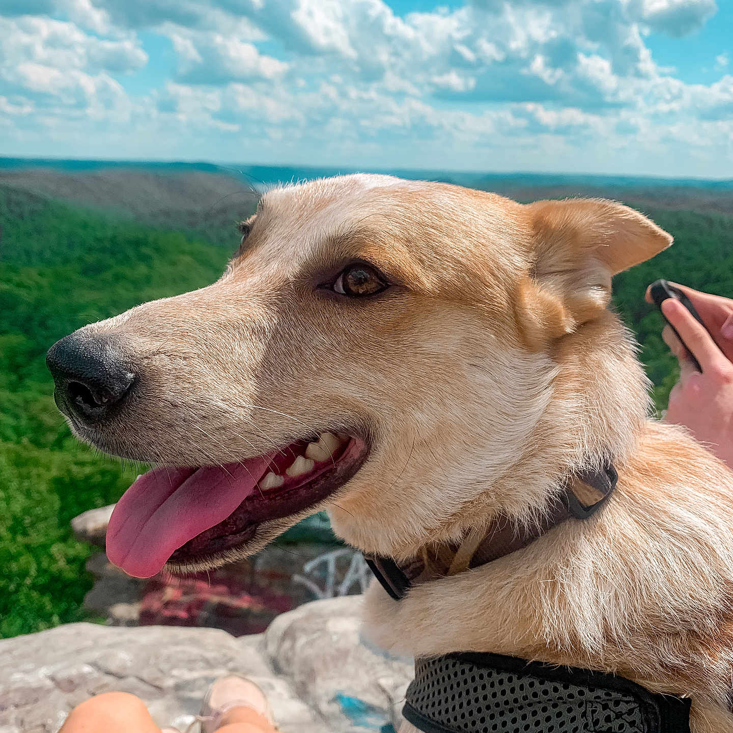 Diesel joined the competition — help win amazing prizes! accessories, animal, bodypart, canine, dog, finger, goldenretriever, hand, hound, husky, labradorretriever, mouth, outdoors, person, pet, puppy, skin, strap, tattoo, tongue