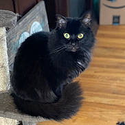 Willow is registered to the contest to win money with this photo: cat, black_cat, fluffy, pet, animal, indoor, fur, yellow_eyes, curious, sitting, carpet, home, domestic, feline, whiskers, tail, cute, mammal, portrait, furniture