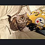 Fiona is registered to the contest to win money with this photo: animal, bed, blanket, cat, comfort, cozy, cute, domestic, fluffy, fur, indoor, kitten, pet, pillow, resting, sleeping_area, small, soft, yellow, young