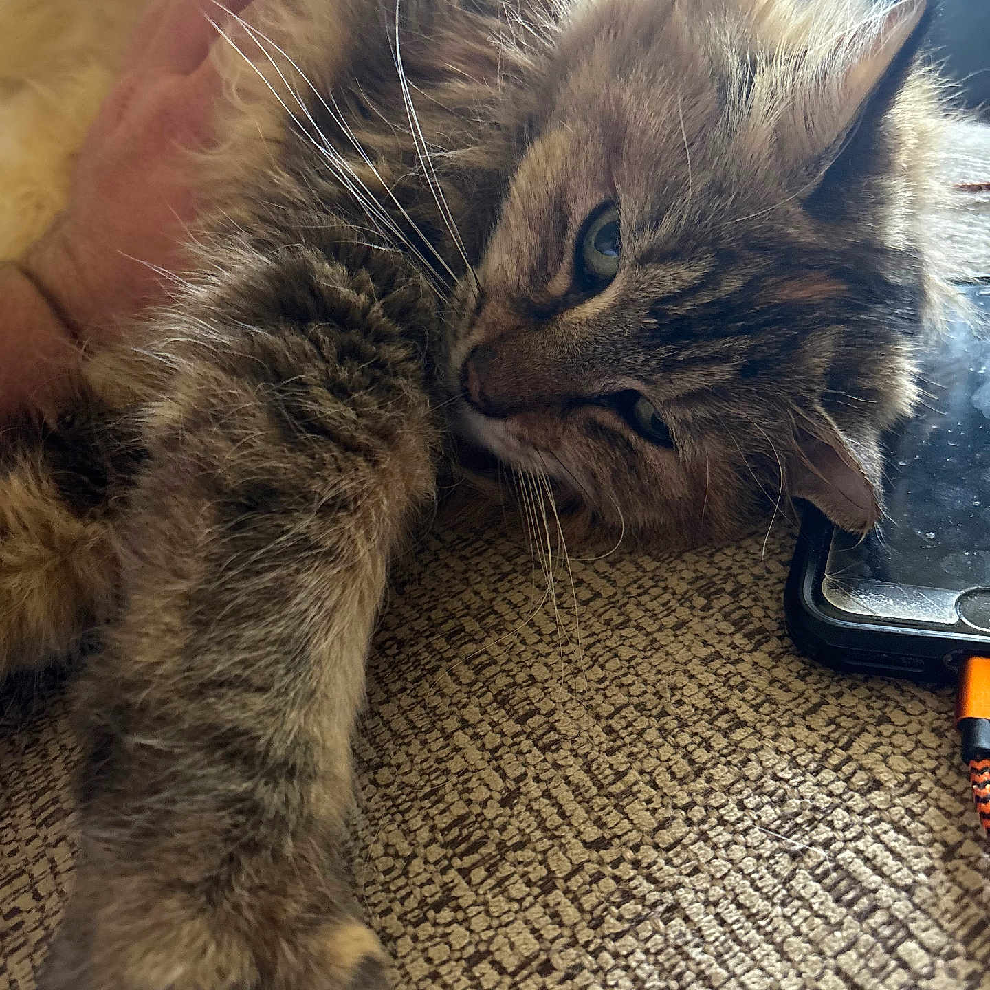 Fiona is registered to the contest to win money with this photo: animal, cat, charging_cable, closeup, companion, cozy, domestic, fluffy, fur, hand, indoor, paw, pet, relaxed, resting, smartphone, stretching, tabby, textured_surface, whiskers