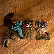 Fiona is registered to the contest to win money with this photo: cat, fluffy, wooden_floor, toy, colorful, pet, animal, lying_down, domestic, indoor, cute, feline, playful, fur, whiskers, relaxed, eyes, tail, paws, looking