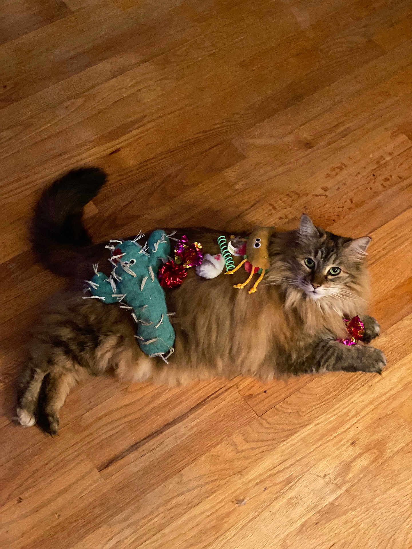 Fiona is registered to the contest to win money with this photo: cat, fluffy, wooden_floor, toy, colorful, pet, animal, lying_down, domestic, indoor, cute, feline, playful, fur, whiskers, relaxed, eyes, tail, paws, looking