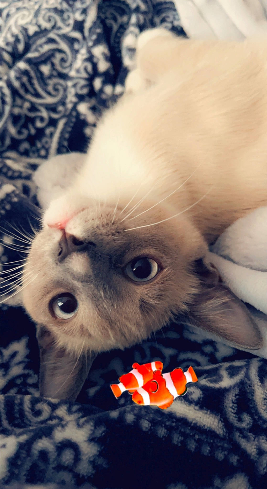 Jagger joined the competition — help win amazing prizes! canidae, carnivore, cat, companion_dog, ear, eyelash, fawn, felidae, fur, human_body, iris, nose, paw, photo_caption, small_to_medium_sized_cats, snout, tail, terrestrial_animal, whiskers, wildlife