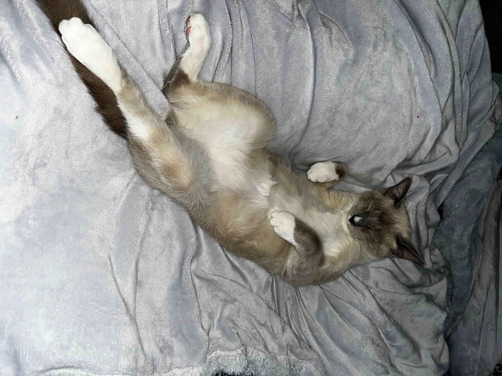 Jagger is registered to the contest to win money with this photo: canidae, carnivore, cat, claw, comfort, deer, dog_breed, fawn, felidae, fur, grey, horn, nap, paw, small_to_medium_sized_cats, sporting_group, tail, terrestrial_animal, whiskers, wildlife