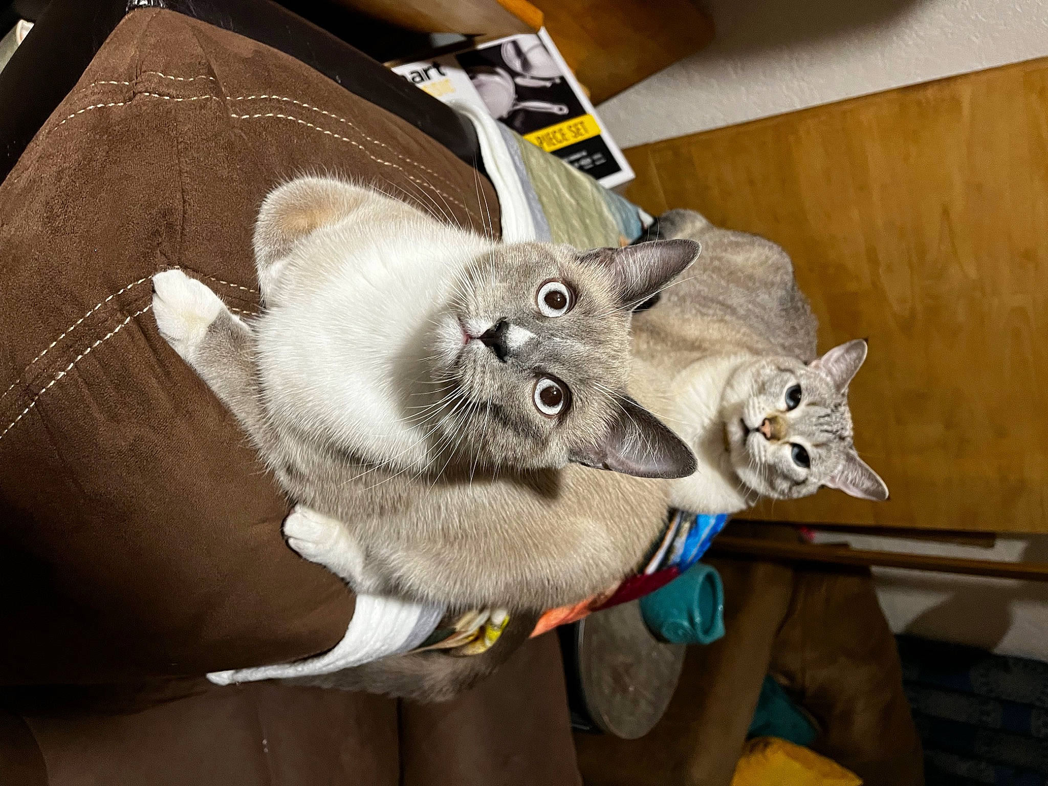 Jagger is registered to the contest to win money with this photo: bag, canidae, carnivore, cat, cat_supply, claw, domestic_short_haired_cat, fashion_accessory, fawn, felidae, fur, grey, paw, small_to_medium_sized_cats, snout, stuffed_toy, tail, whiskers, wood