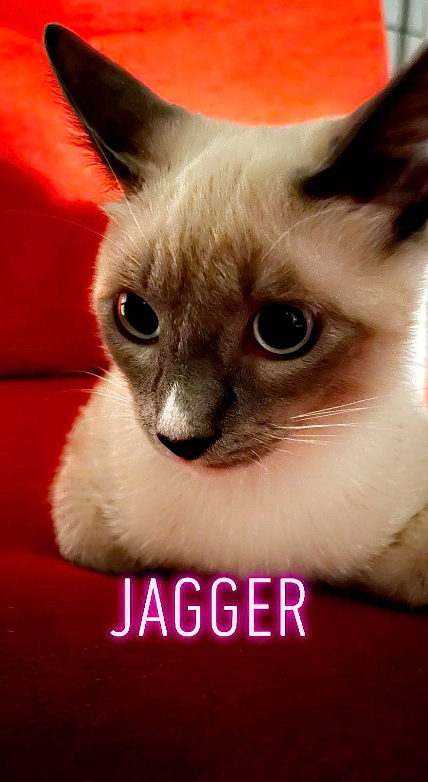 Jagger joined the competition — help win amazing prizes! balinese, carnivore, cat, cat_supply, close_up, curious, eye, eyelash, fawn, felidae, fur, head, pet_supply, photo_caption, siamese, small_to_medium_sized_cats, snout, tail, terrestrial_animal, whiskers
