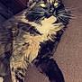 Neytiri is registered to the contest to win money with this photo: cat, tortoiseshell, fluffy, pet, indoor, carpet, animal, whiskers, paw, fur, relaxed, mammal, feline, alert, domestic, closeup, laying, home, cute, companion