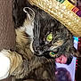 Neytiri joined the competition — help win amazing prizes! cat, sombrero, hat, carpet, indoor, feline, whiskers, colorful, relaxed, pet, animal, closeup, fur, domestic, mammal, cute, portrait, resting, eyes, background