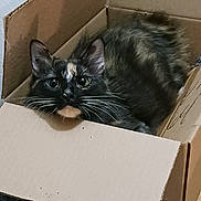 Neytiri is registered to the contest to win money with this photo: cat, tortoiseshell, cardboard_box, whiskers, curious, pet, animal, feline, indoor, cozy, close_up, fur, ears, eyes, playful, cute, domestic, resting, box, household