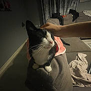 Mittens joined the competition — help win amazing prizes! cat, black_and_white_cat, pet, couch, blanket, hand, indoor, curtains, furniture, cozy, animal, relaxing, soft_lighting, domestic, pink_garment, whiskers, fur, comfort, resting, human_interaction