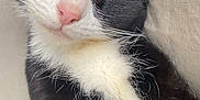 Mittens joined the competition — help win amazing prizes! cat, black_and_white, sleeping, close_up, fur, whiskers, pink_nose, cozy, relaxed, pet, animal, cute, domestic, feline, resting, soft_texture, indoor, calm, face_close_up, whiskers_visible