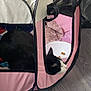 cat, pet_tent, black_and_white_cat, pet_bowl, kibble, indoor, floor, blanket, mesh, pink, white, animal, curious, resting, cozy, feline, home, quiet, soft, container