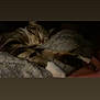 Snowy joined the competition — help win amazing prizes! cat, tabby, sleeping, cozy, blanket, fur, pet, animal, resting, cute, indoor, paws, whiskers, relaxed, soft, warm, nap, domestic, feline, comfort